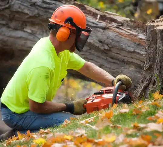 tree services St. Henry